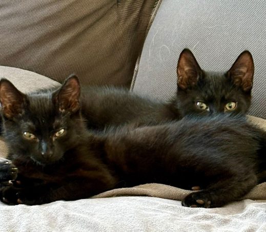 19228 Zorro kitten en 19226 Shadow kitten