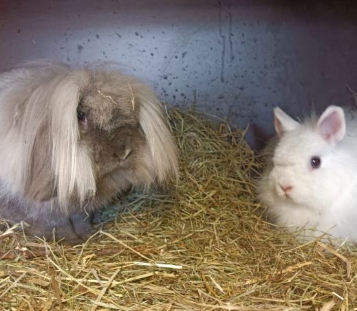 Shaun en Amy