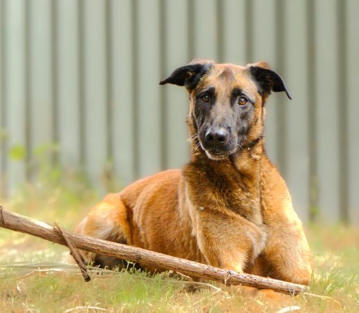 Balou