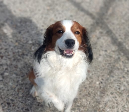 Boy