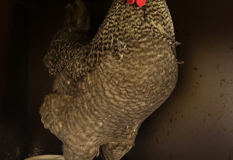 19112 Haan Frederik1 aangepast