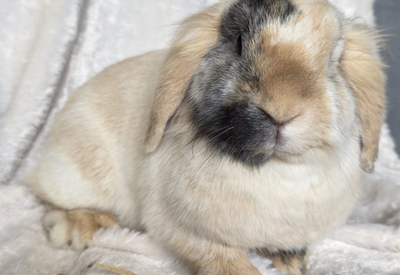 19149 Soof