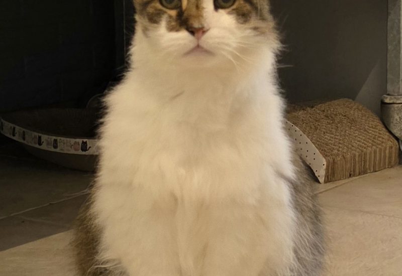19150 Pluis2