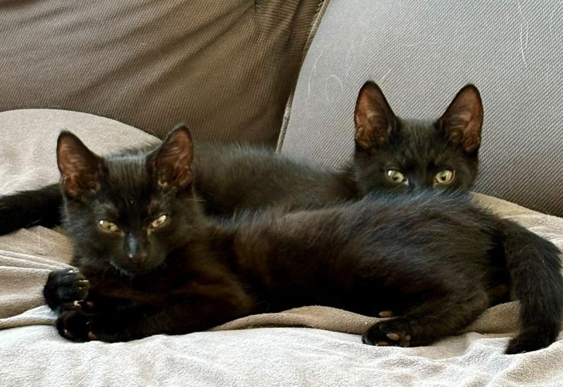 19226 Shadow en 19228 Zorro kitten