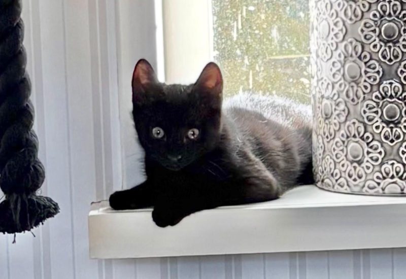 19228 Zorro kitten3