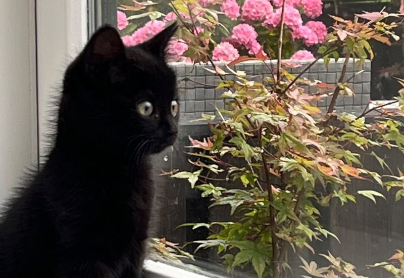 19243 Mollie kitten