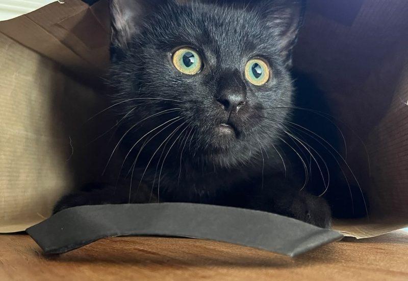 19243 Mollie kitten2