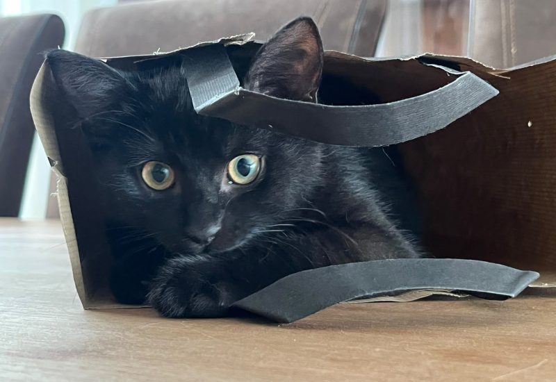 19243 Mollie kitten4