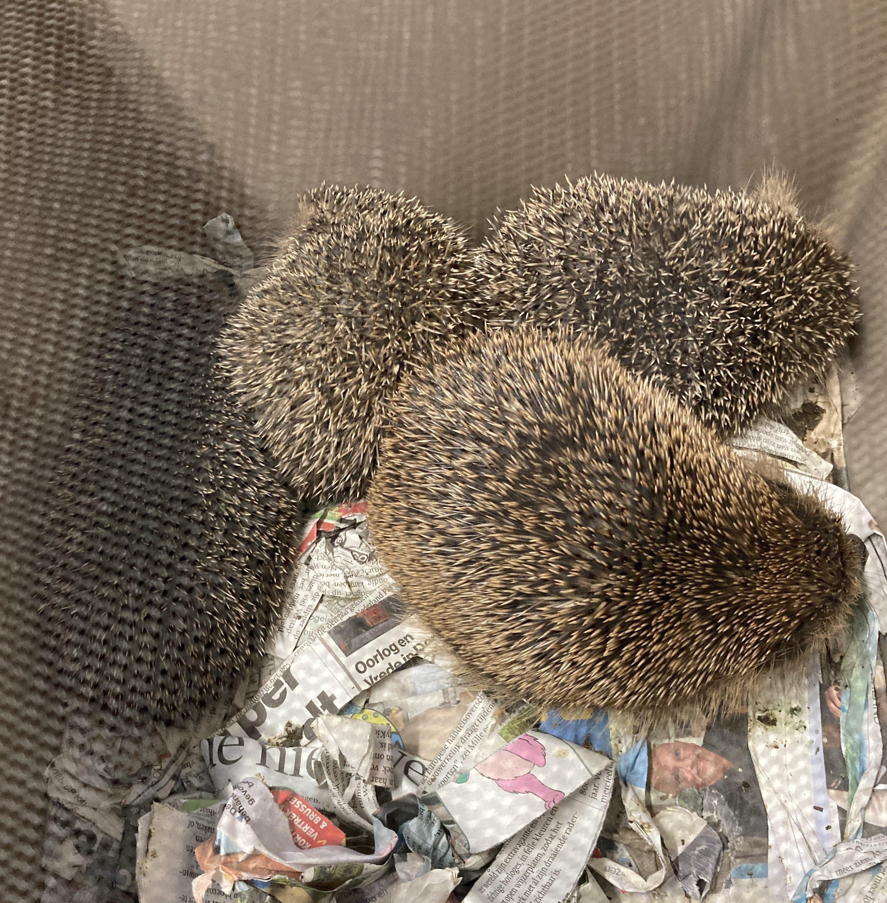 Bijna klaar nestje met mama