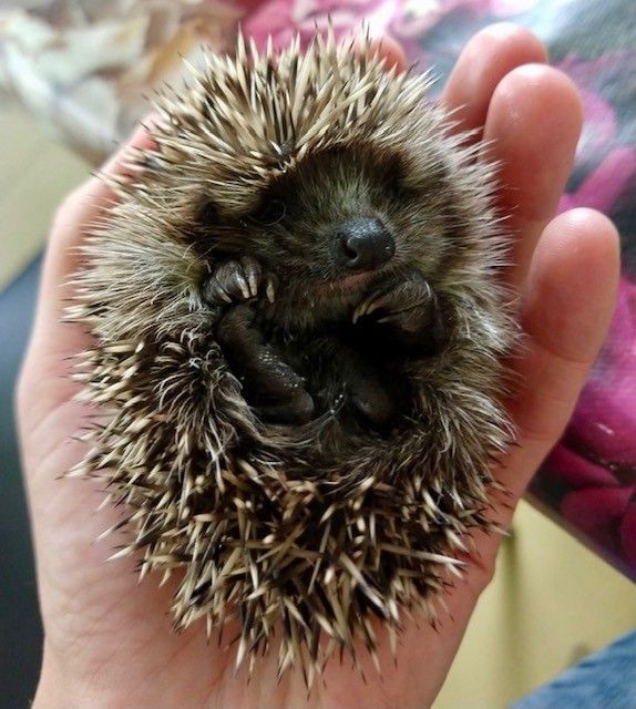 Is een egel in nood of twijfel je hierover? Neem contact met ons op of met Dierenambulance Zuid-Holland Zuid.