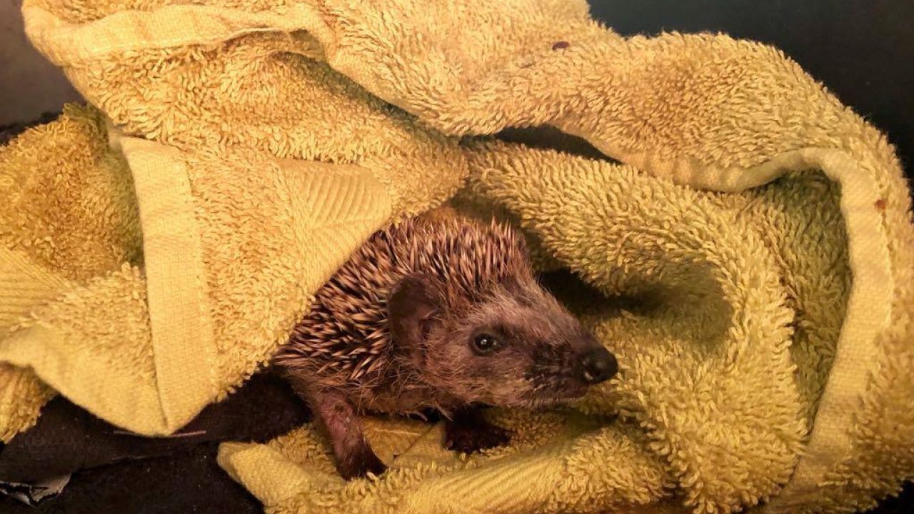 Ontmoet baby egel Sjakie!