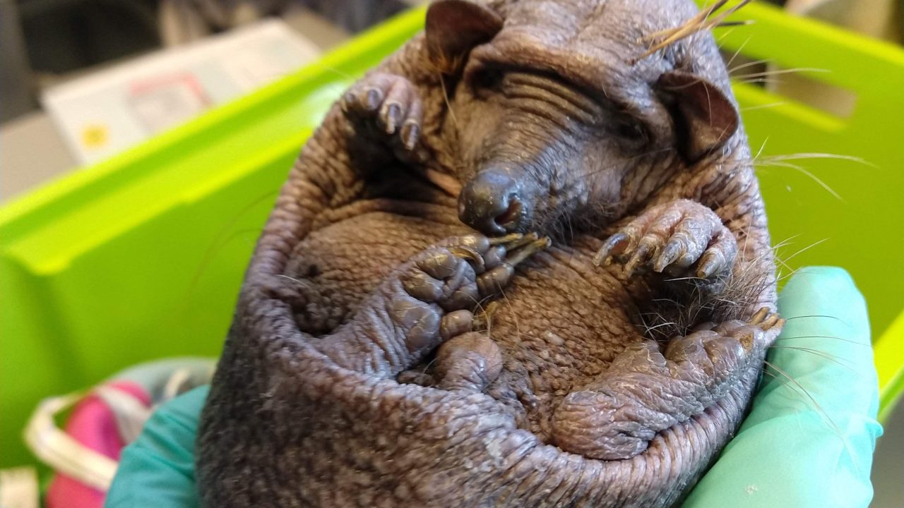 Meet Five!