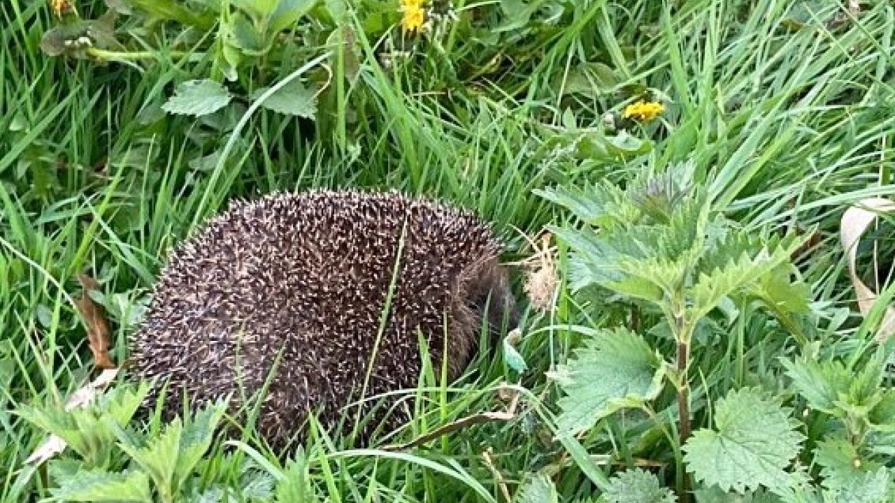 Lente!