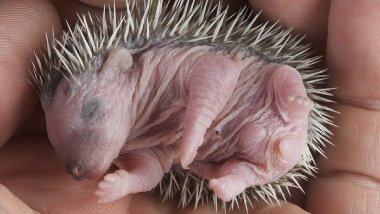 Eerste baby-egeltje van het jaar!