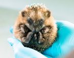 Egeltje