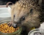 Egel eten winter opvang