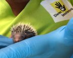 Wildopvang juli2019 babyegel09