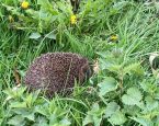 Egel brandnetel paardenbloem