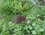 Egel tuin 1536x864 hope los