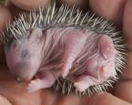 Egel baby