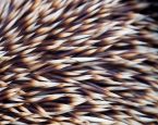 Egel close istock