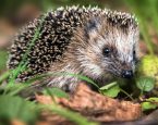 Egel in gras