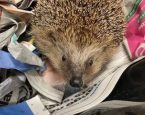 Egel nieuwsgierig