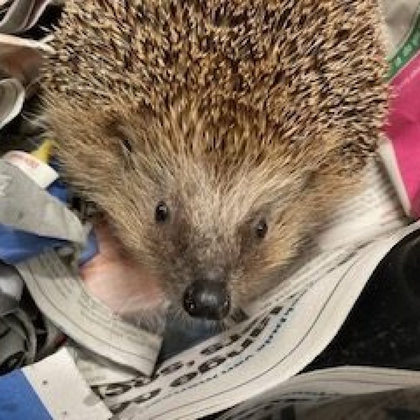 Egel nieuwsgierig