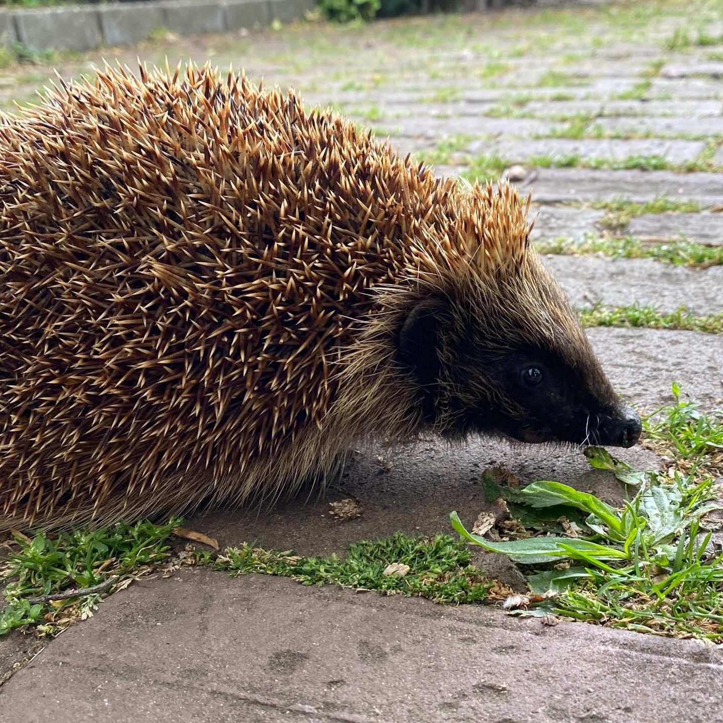 Egel overdag