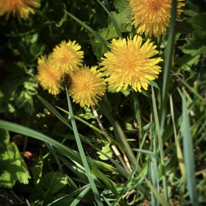 Paardenbloem