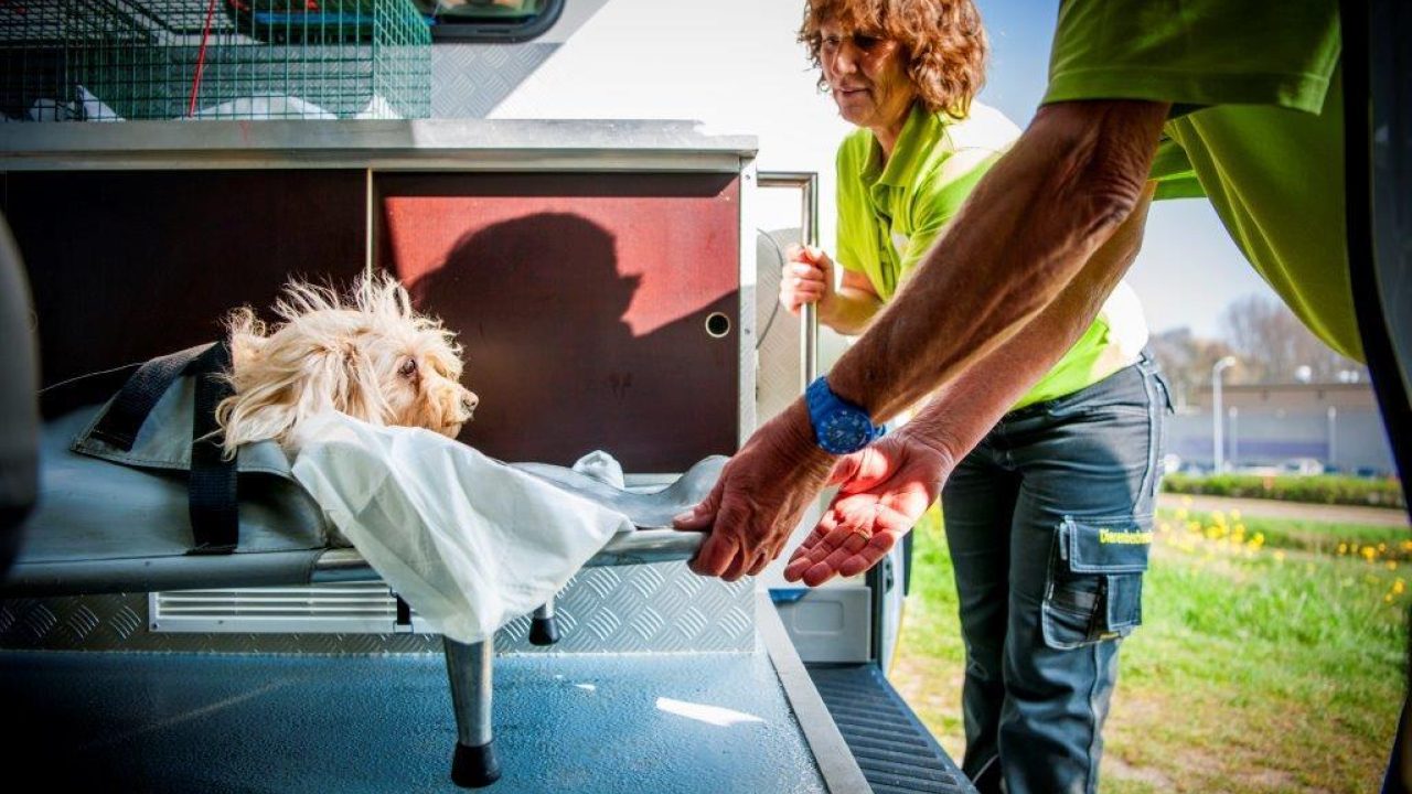 17 Augustus: inloopmiddag vrijwilligerswerk dierenambulance