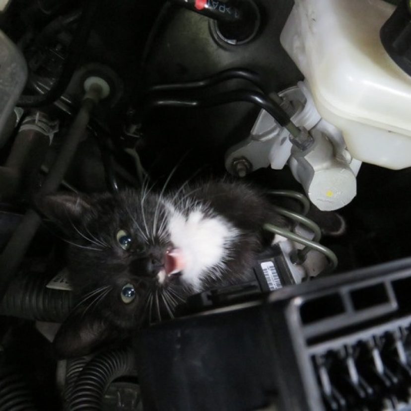 Kitten in een motor