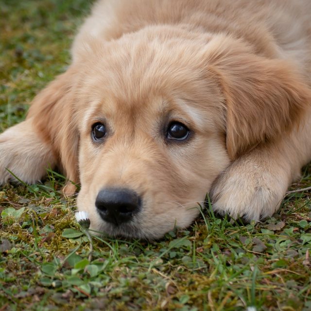 Dog 2785074 1920