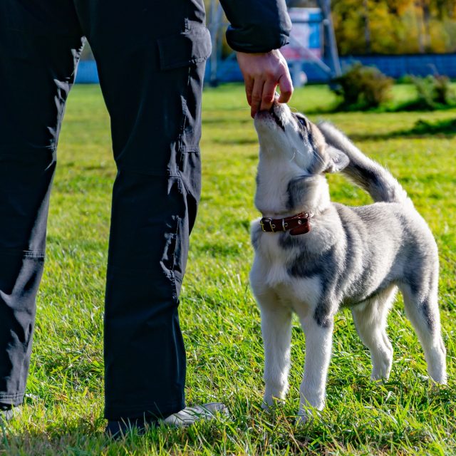 Puppy