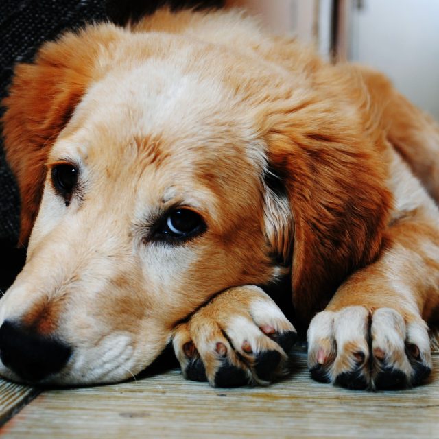 Tan and white short coat dog laying down in a brown wooden 128817