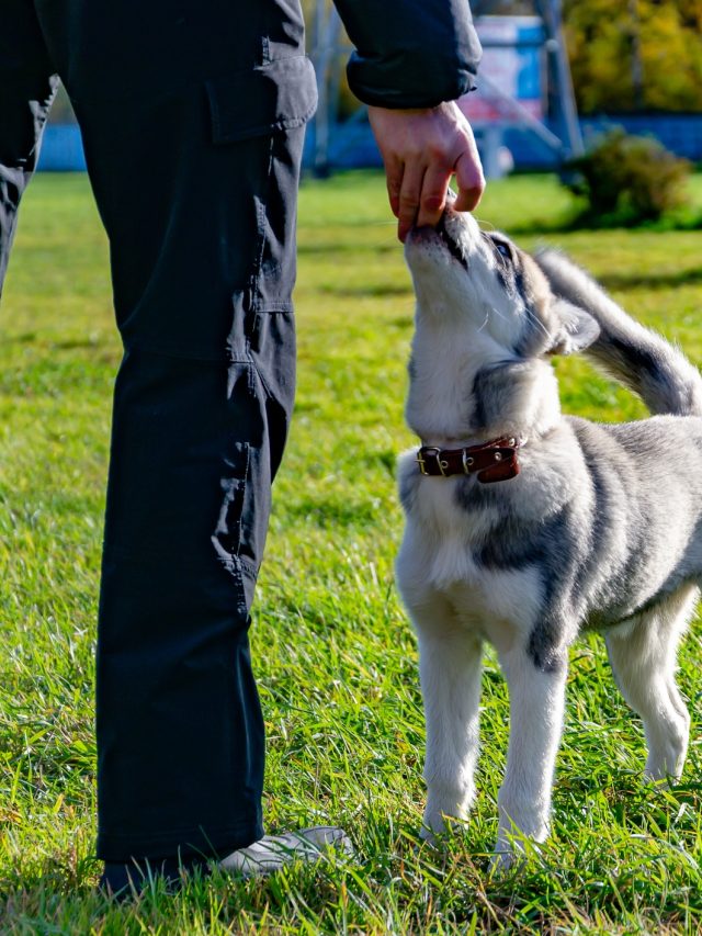 Puppy istock