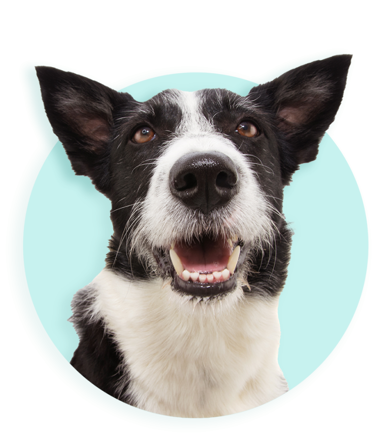 DB HOND 885x1005 03