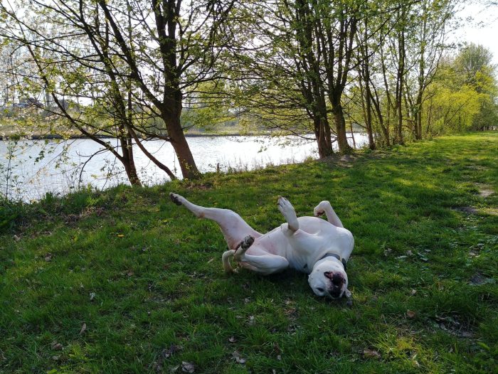 Dex in de zon