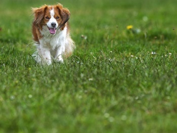 Honden 23