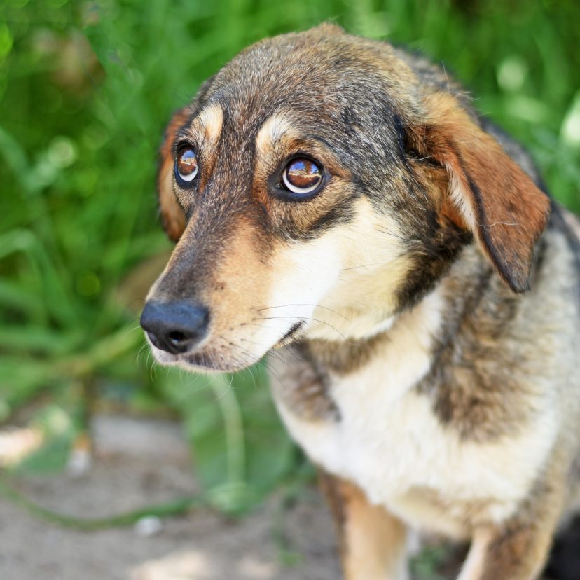Hond zielig kijken