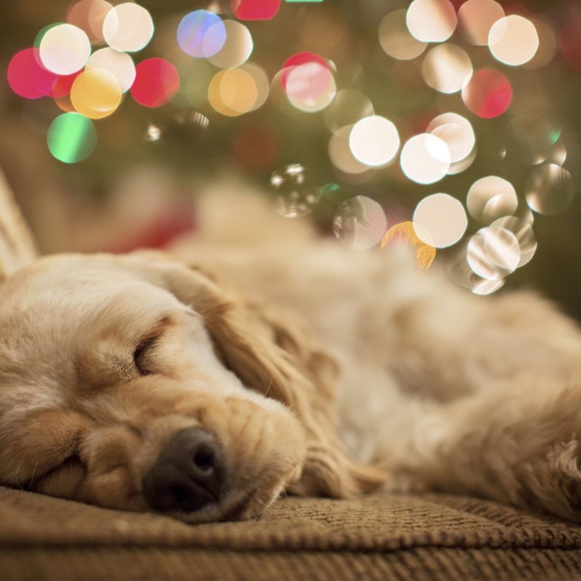 Kerst hond cursus seizoen i Stock 5