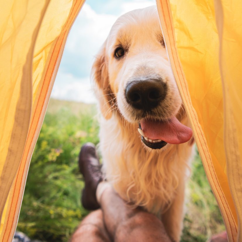 Zomervakantie hond tenti Stock 1012593232