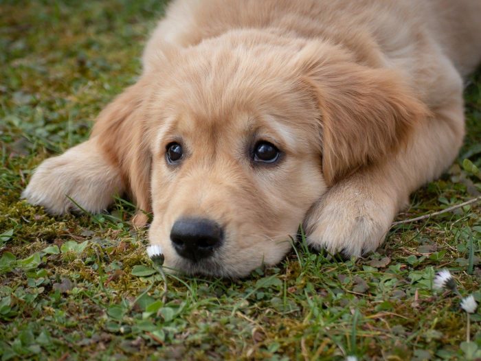 Dog 4372036 1920 1