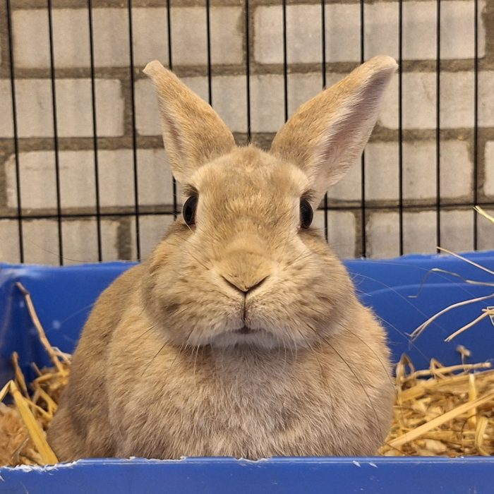 Bekijk onze dieren!