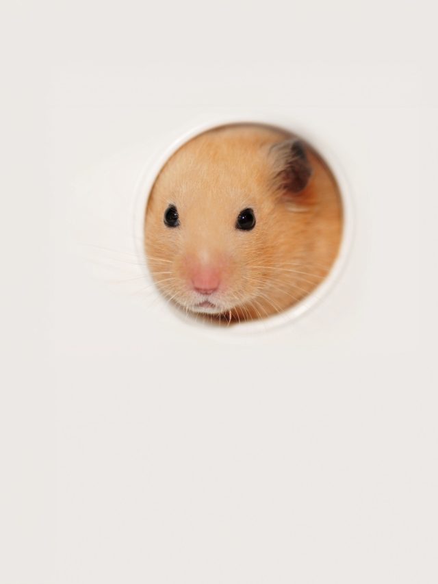 Hamster 3 i Stock 2149336962