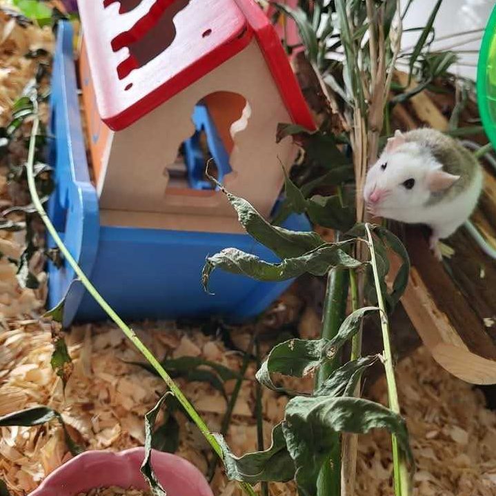 Muis 2
