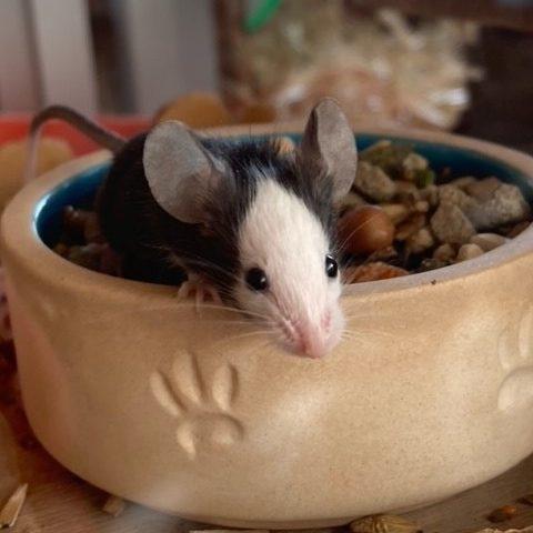Muis