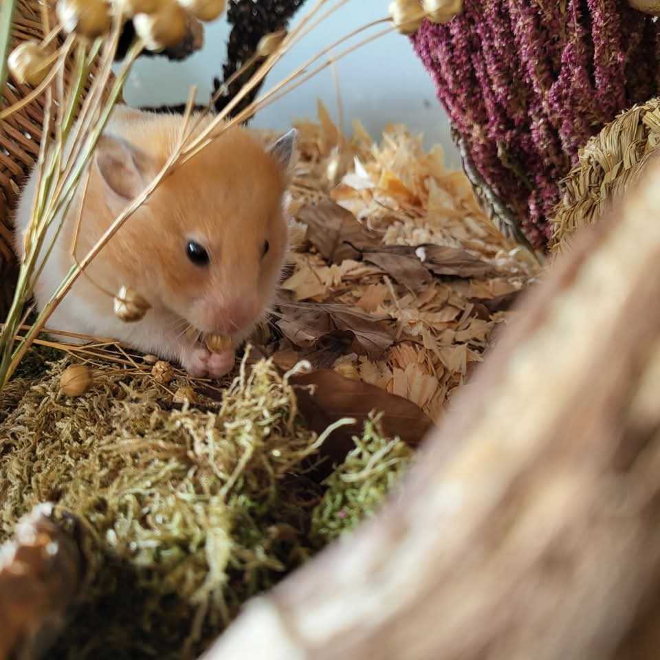 Syrische hamster