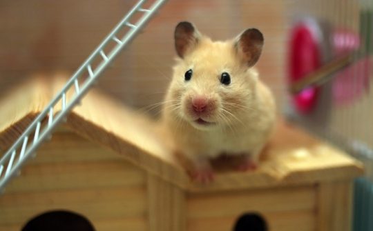 Hamster huisje