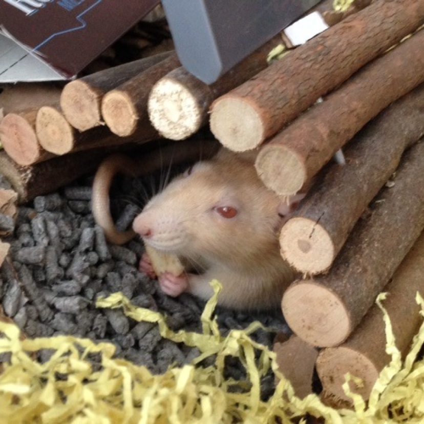 Rat 1